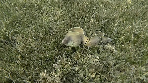 Close-up of Moray lie in green seagrass. Geometric moray,