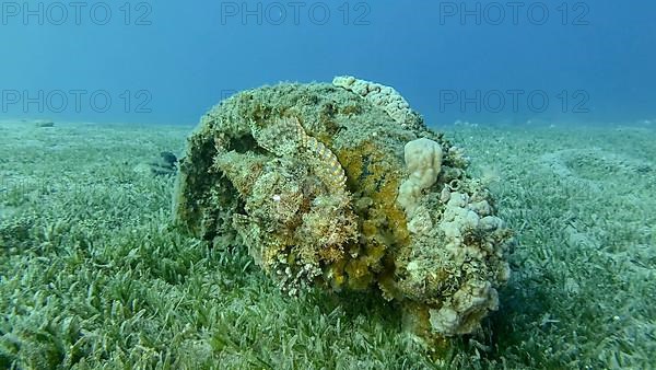 Scorpion fish lie on the reef. Bearded Scorpionfish,