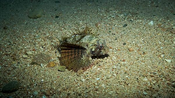 Zebra Lionfish,