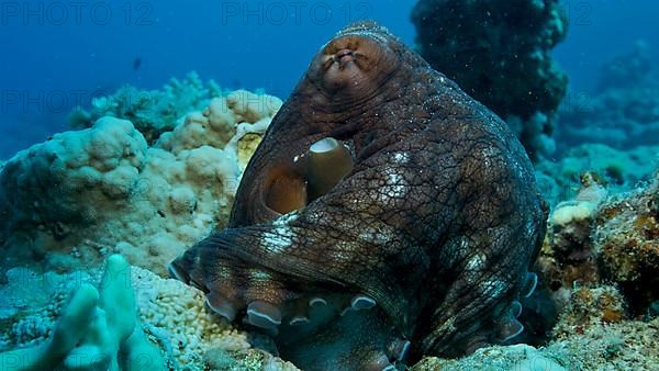 Portrait of big red Octopus sits on the coral reef. Common Reef Octopus,