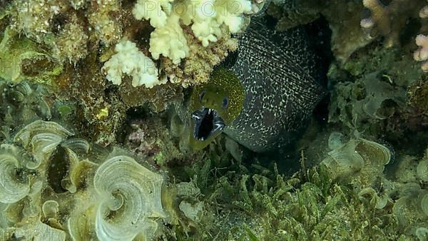 Yellow Edged Moray Eel,