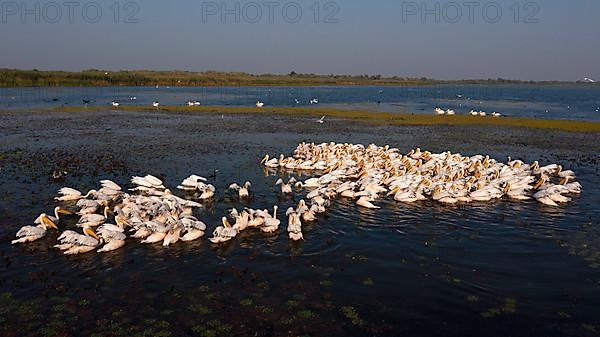 Great white pelican,