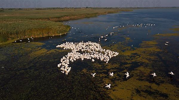 Great white pelican,