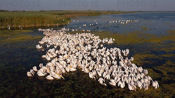 Great white pelican,