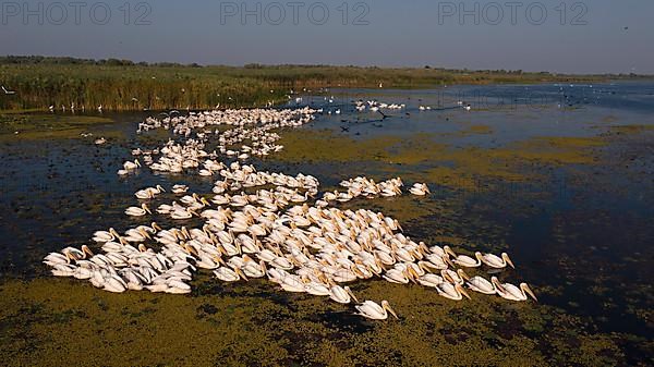 Great white pelican,