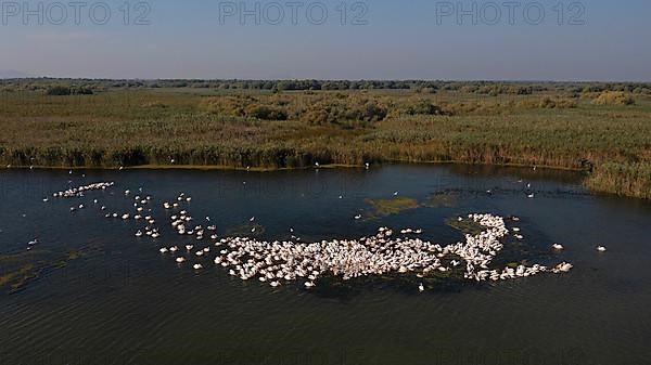 Great white pelican,