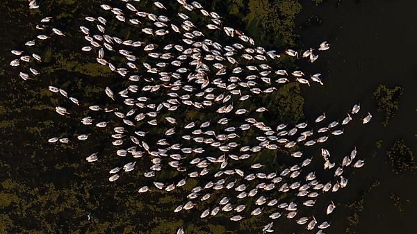 Great white pelican,