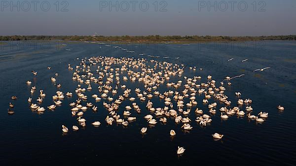 Great white pelican,