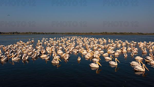 Great white pelican,