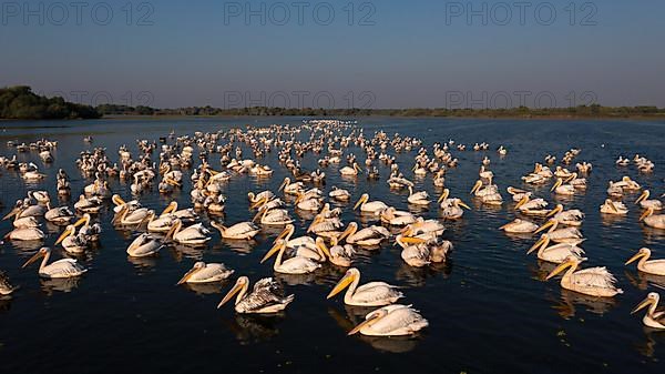 Great white pelican,