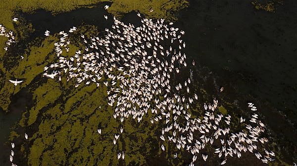 Great white pelican,