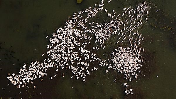 Great white pelican,