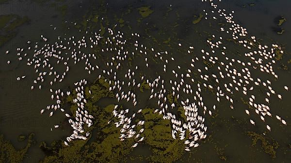 Great white pelican,