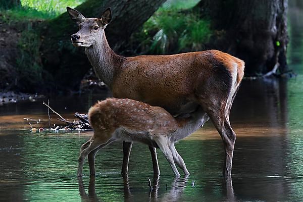 Red deer,