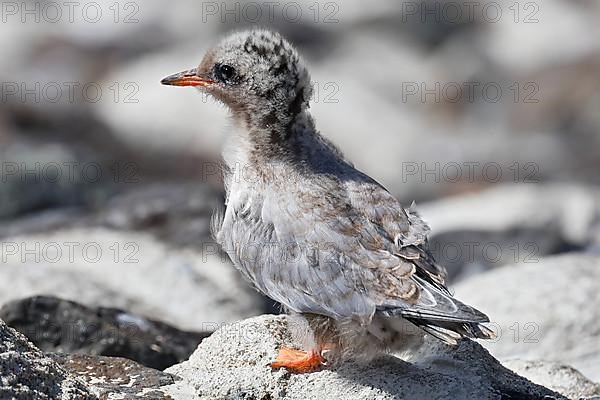 Juvenile Arctic tern,