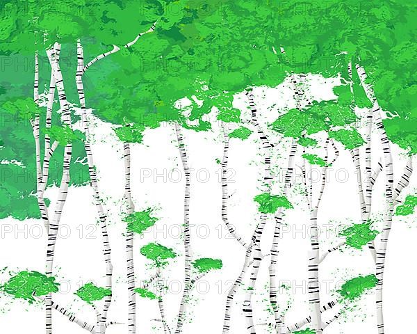 Birch grove background for your design, vector illustration