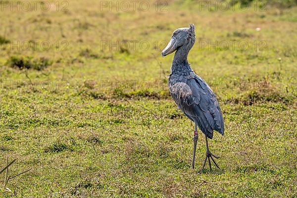 Shoebill,