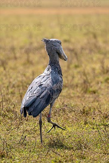 Shoebill,