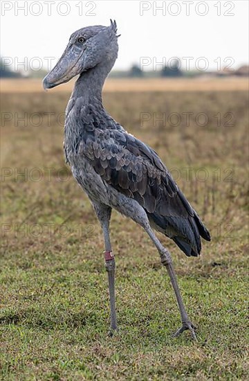 Shoebill,