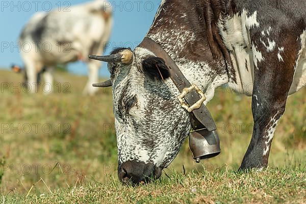 Cows cow with a bell potrait in pasture in mountain. Alsace, Vosges