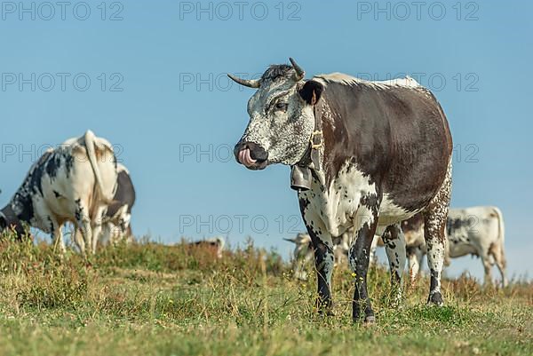 Cows cow with a bell in pasture in mountain. Alsace, Vosges