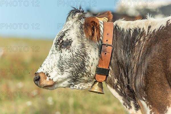 Cows cow with a bell potrait in pasture in mountain. Alsace, Vosges