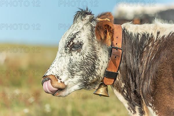 Cows cow with a bell potrait in pasture in mountain. Alsace, Vosges