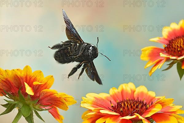 Violet carpenter bee,