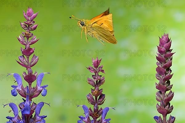 Large skipper,