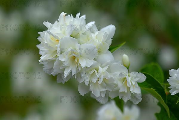 Filled garden jasmine,