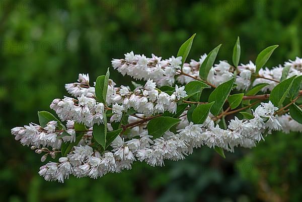 Flowering twig of filled garden jasmine,