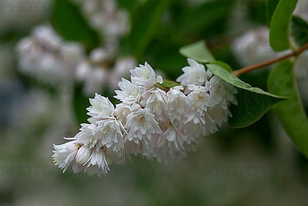 Flowering twig of filled garden jasmine,