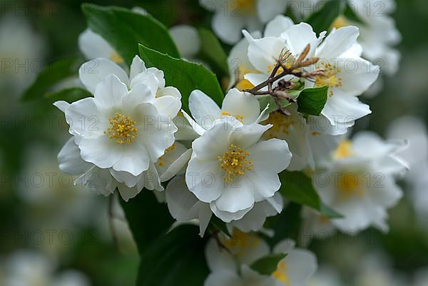 Flowers of a European pipe-bush, sweet mock-orange