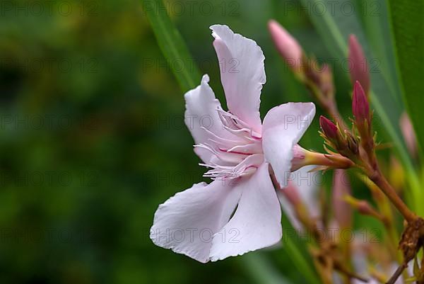 Flower of oleander,