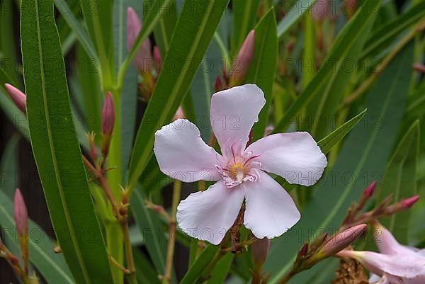 Flowering oleander,