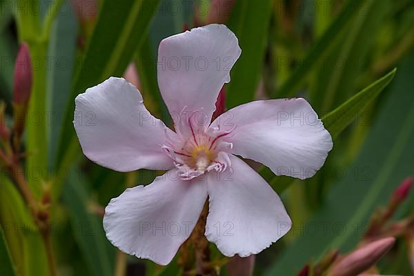 Flower of oleander,