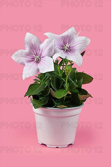 White and purple booming Fuji Pink balloon flower,