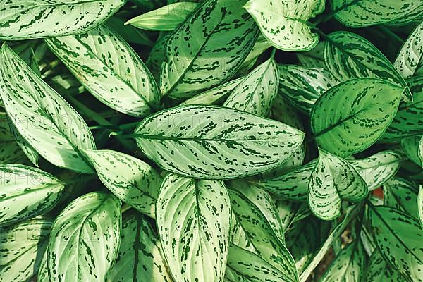 Exotic 'Aglaonema Commutatum Silver Queen' houseplant with beautiful silver markings on leaves,