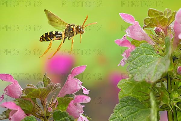 Field wasp bee,