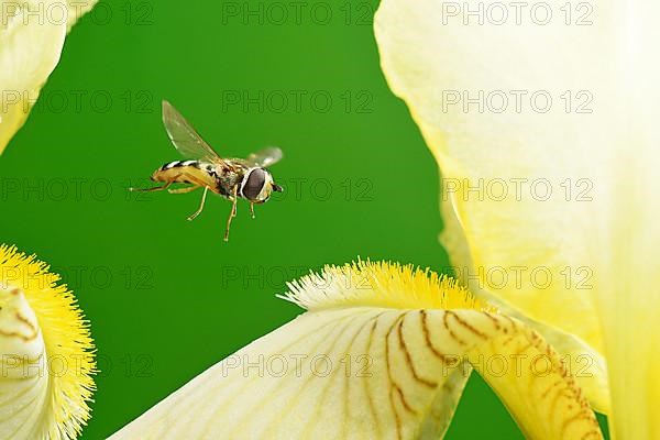 Large hoverfly,