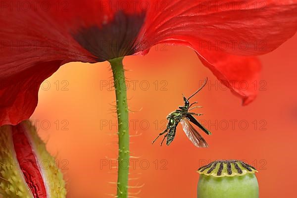 Thick-legged flower beetle,