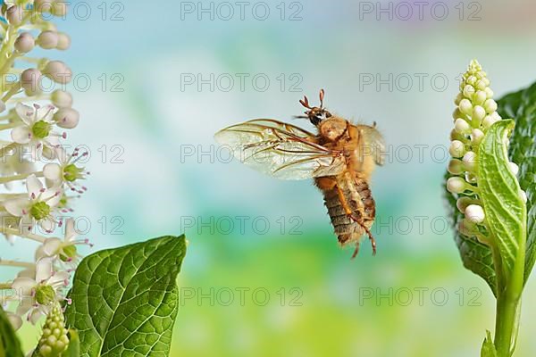 European june beetle,