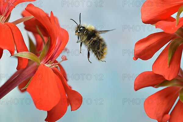 Red-shanked bumblebee,