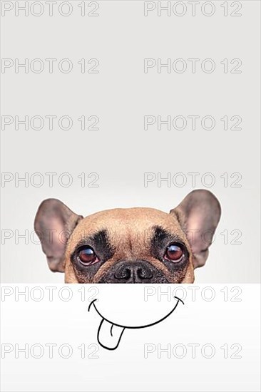 French Bulldog dog with half of face covered with white paper with painted on funny happy mouth with tongue sticking out with empty copy space above,