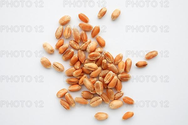 Mature wheat, wheat grains
