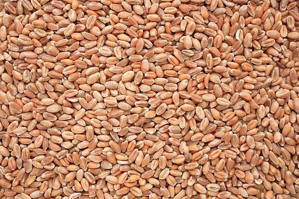 Mature wheat, wheat grains