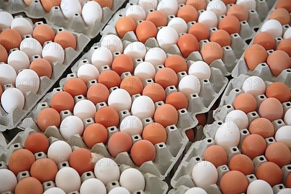 White and brown eggs, chicken eggs