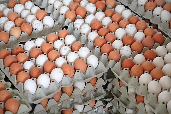 White and brown eggs, chicken eggs