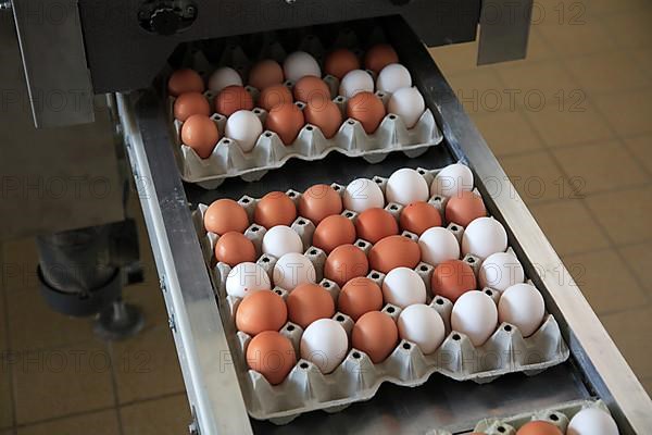 White and brown eggs, chicken eggs