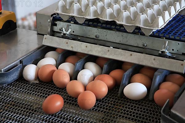 White and brown eggs, chicken eggs